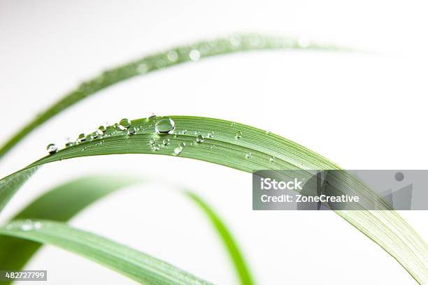 Frisches Wasser Tropfen Auf Grünem Gras Blattnatur Im Freien Isoliert Stockfoto und mehr Bilder von Blatt - Pflanzenbestandteile