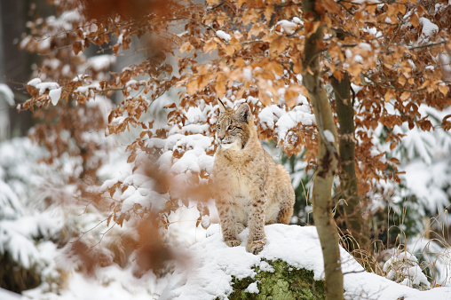 Eurasian lynx cub standing in winter colorful forest with snow. Orange trees in background. Freeze cold season.