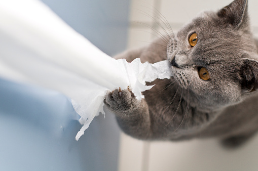 Naughty Cat british shorthair kitten with large yellow eyes ripping toilet paper with his claws.