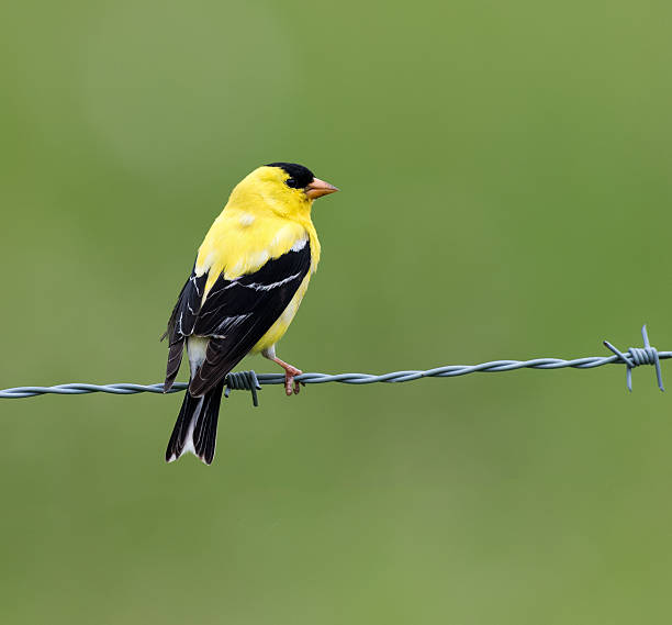 istock Male American Goldfinch 482729070