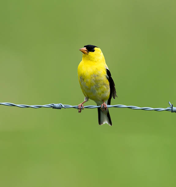 istock Male American Goldfinch 482729082