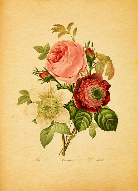 анемон клематис/старинные цветок иллюстрации - ornamental garden europe flower bed old fashioned stock illustrations