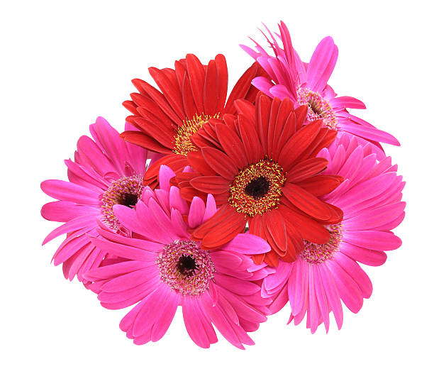 istock Bouquet of Transvaal daisy 482729154