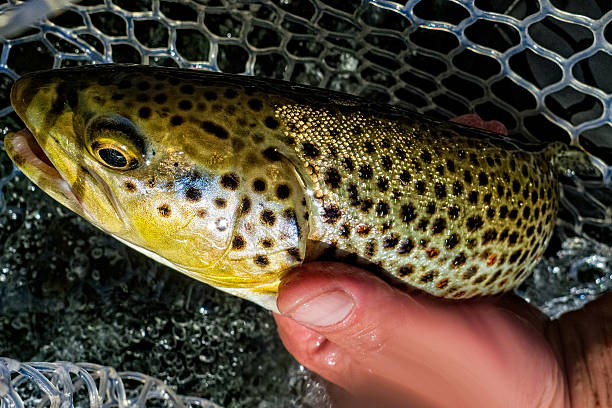 istock Brown Trout Caught in Net Detail 482729496