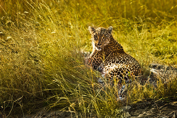 Leopard in Masai Mara, Kenya stock photo