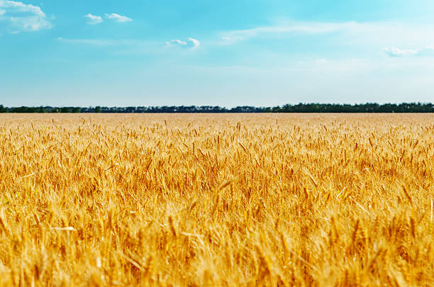 istock field with golden harvest and blue sky 482729803