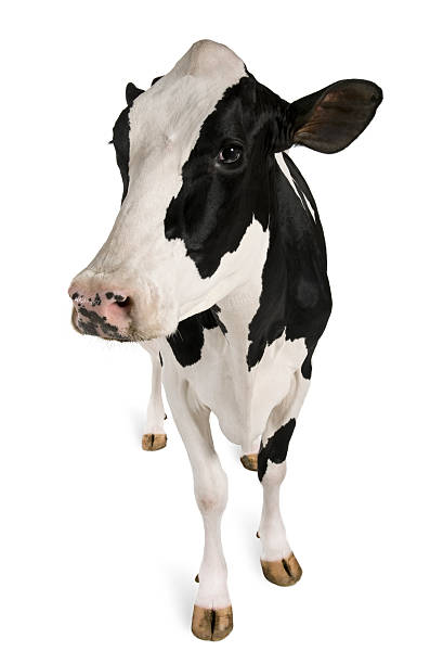 Five year old Holstein cow standing facing forward Holstein cow, 5 years old, standing against white background. dairy cattle photos stock pictures, royalty-free photos & images