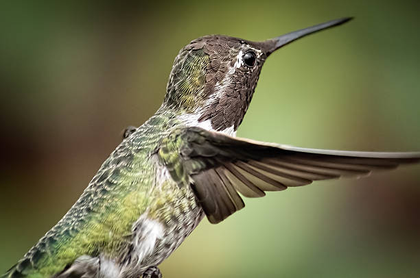 istock Anna's Hummingbird in Flight 482729944