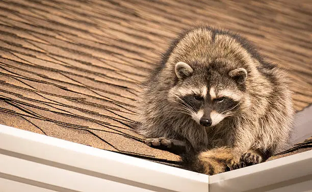 raccoon watching from roof of house