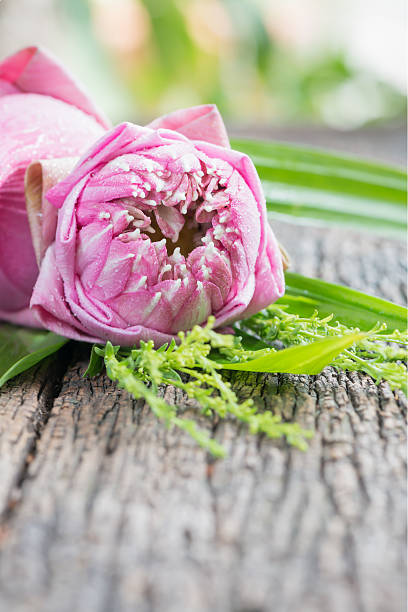 istock pink lutus flower on wood background 482730158