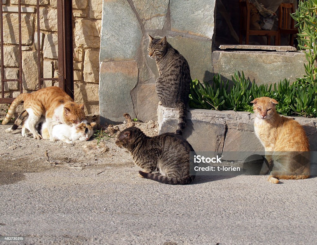 Gatti dispersione (aperta mostra - Foto stock royalty-free di Gatto domestico