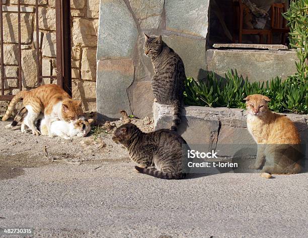 Gatti Dispersione Aperta Mostra - Fotografie stock e altre immagini di Gatto domestico - Gatto domestico, Animale femmina, Banda