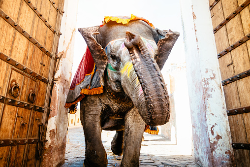 Decorated Indian Elephant running through ancient wooden doors of the serpentine archway up to the Amber Palace in Jaipur, India.