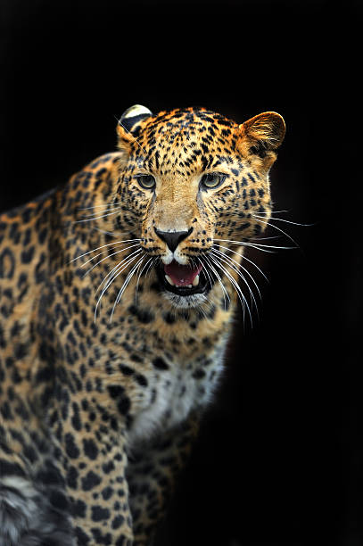 istock Portrait of leopard 482730427