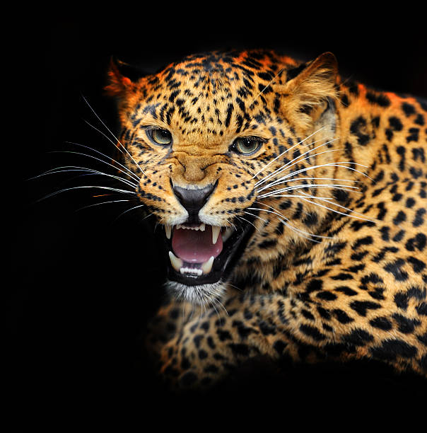 istock Portrait of leopard 482730441