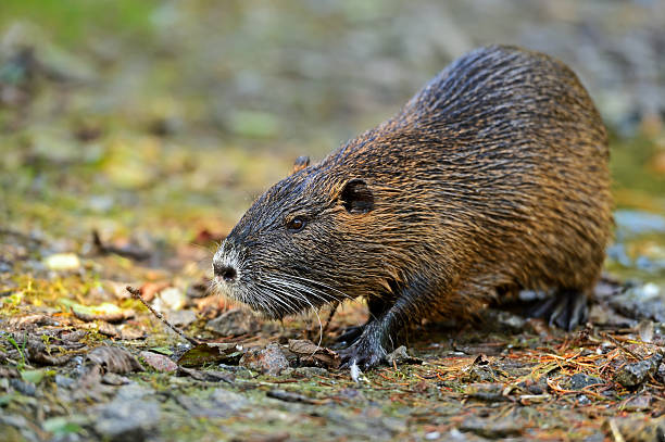 istock Portrait of a water rat 482730495