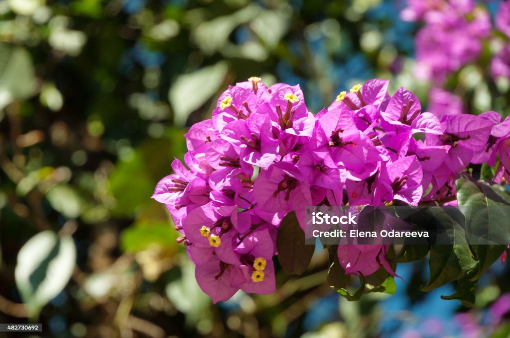 Branch of bougainvillea flowers Branch of bougainvillea flowers in park. Munnar. India 2015 Stock Photo