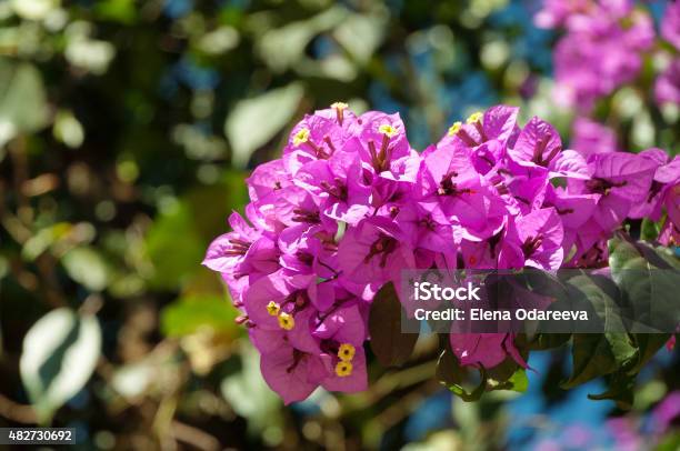 Branch Of Bougainvillea Flowers Stock Photo - Download Image Now - 2015, Backgrounds, Beauty