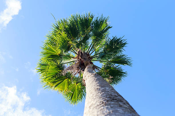 Palm tree Washingtonia robusta (Mexican Fan Palm, Mexican Washingtonia) fan palm tree photos stock pictures, royalty-free photos & images