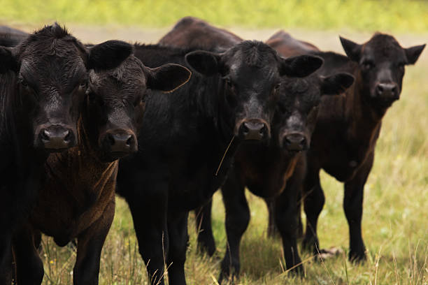 角ヘレフォード牛家畜牛ホルスタイン - guernsey cattle �ストックフォトと画像