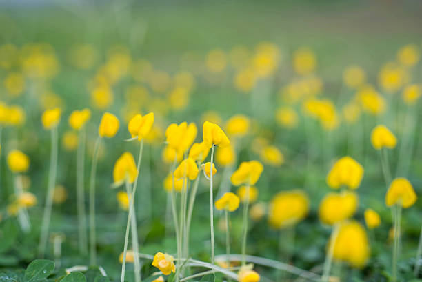 istock Yellow bean  flowers on the green background,defocuse abstract background 482731554