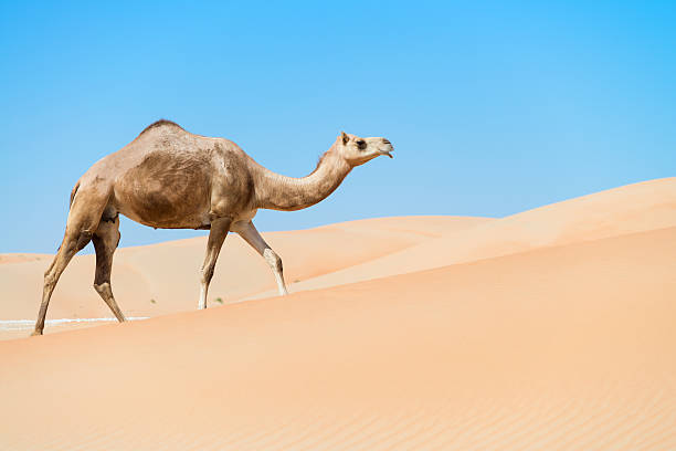 Camel through the dunes stock photo