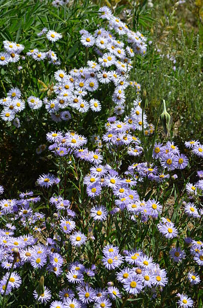 istock Clumps of purple showy flea bane 482732060