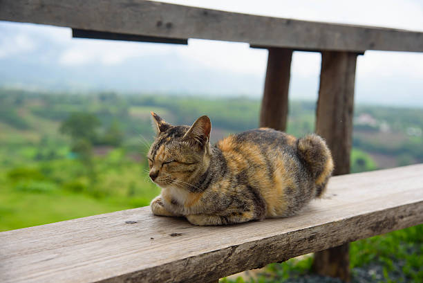 istock Cat sleeping on a wooden chair 482732238