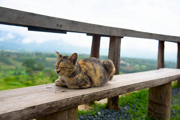 istock Cat sleeping on a wooden chair 482732312