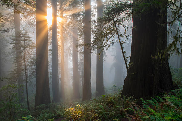 istock Angel-like sunbeams through redwood trees 482732878