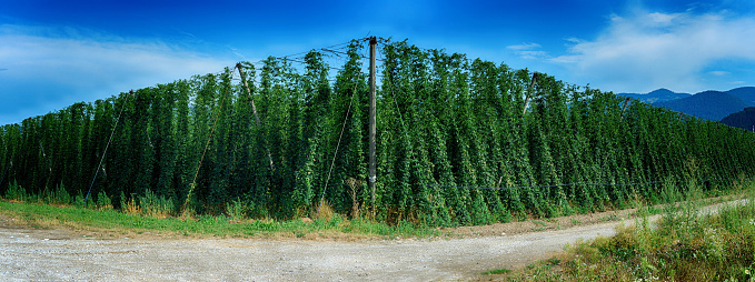 Panorama was made from 2 hi-res photos. It was made in Slovenia, it shows field of green hops, substanse for beer.