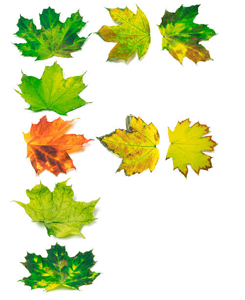 istock Letter F composed of yellowed maple leafs 482737600