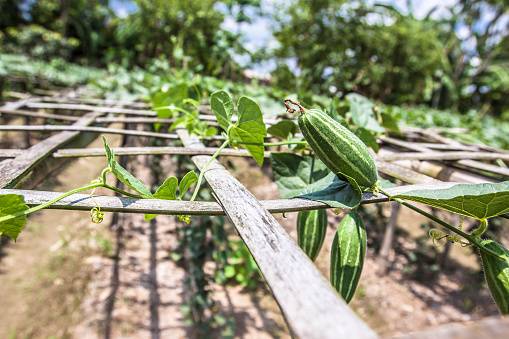 Pointed gourds ready for harvesting, hanging from their creepers. The creepers are supported from bamboo structers.