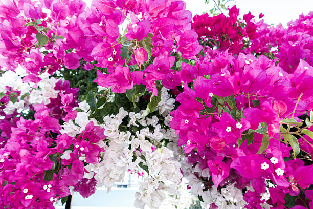 Bougainvillea flowers