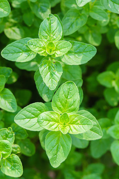 オレガノ - oregano herb garden herb gardens ストックフォトと画像