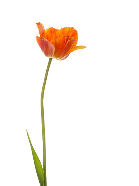 istock tulip flower on a white background 482741770