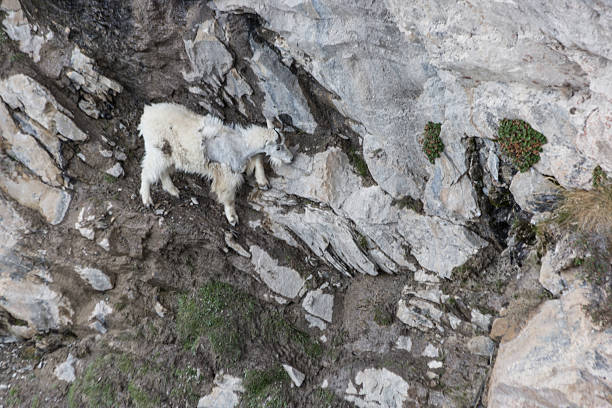istock Hunging there a mountain goat under the Skywalk 482742594