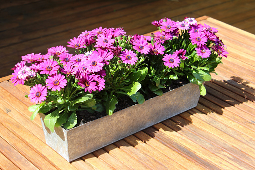 Photo showing a rectangular zinc trough planter standing in the centre of a wooden patio table, filled with bright pink / purple osteospermum flowers.