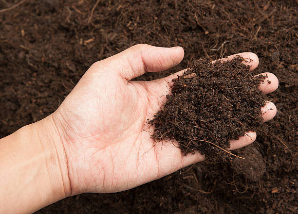 istock Soil- handful,female hands, humus soil 482743195