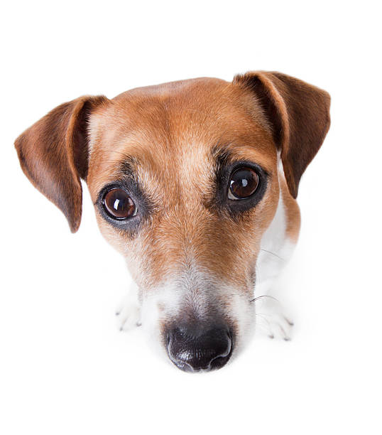 istock Dog look at you from below 482743267