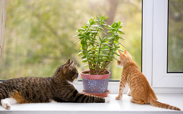 istock Big and little cat on the window 482743627