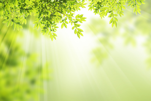 green leaf frame with ray oh sunlight background.