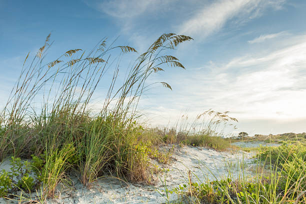 crépuscule dunes path - cumberland island photos et images de collection