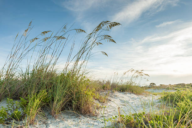 crepuscolo dune percorso - sand beach sand dune sea oat grass foto e immagini stock
