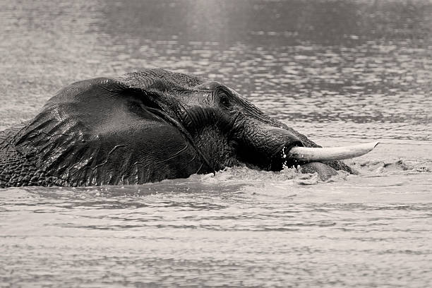 istock Elephant swimming in Sepia 482744311