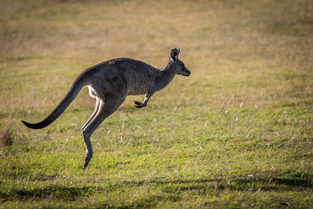 Jumping Kangaroo, Australia Backlit jumping Eastern Grey Kangaroo in grass field. wallaby stock pictures, royalty-free photos & images