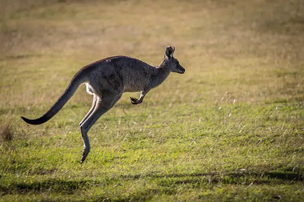 Backlit jumping Eastern Grey Kangaroo in grass field.