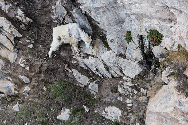 istock Mountain Goat under the Canadian Skywalk 482745410