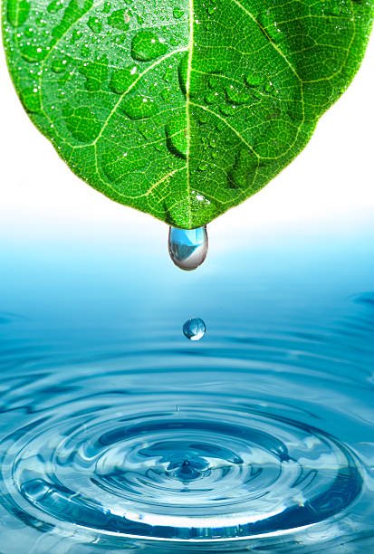 istock green leaf with water drop ans splash isolated o white 482745445