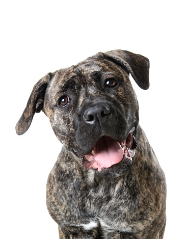 Head shot of a year old Mastiff looking up at the camera with cocked head and silly grin. Click photo below to see my 